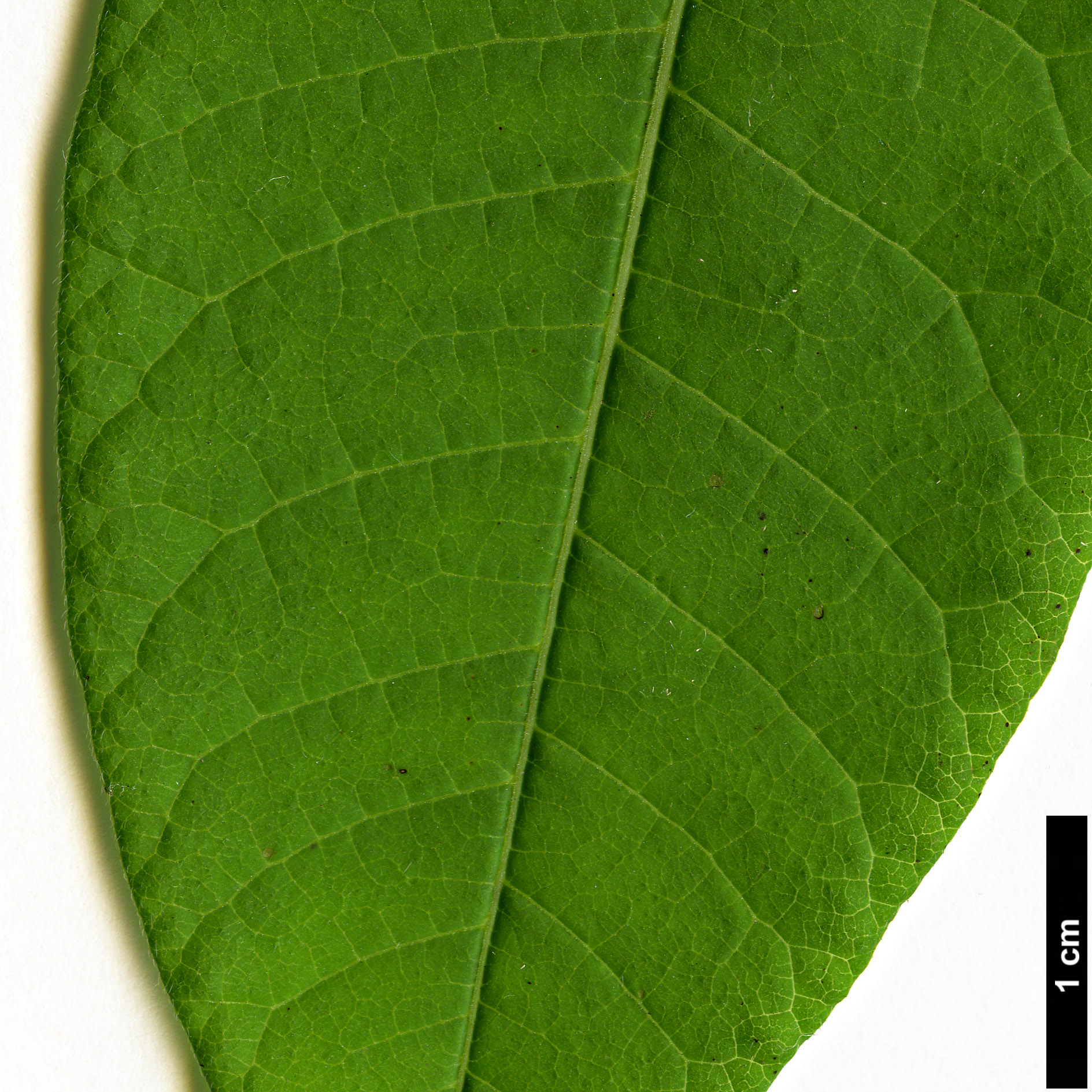 High resolution image: Family: Anacardiaceae - Genus: Rhus - Taxon: punjabensis - SpeciesSub: var. sinica